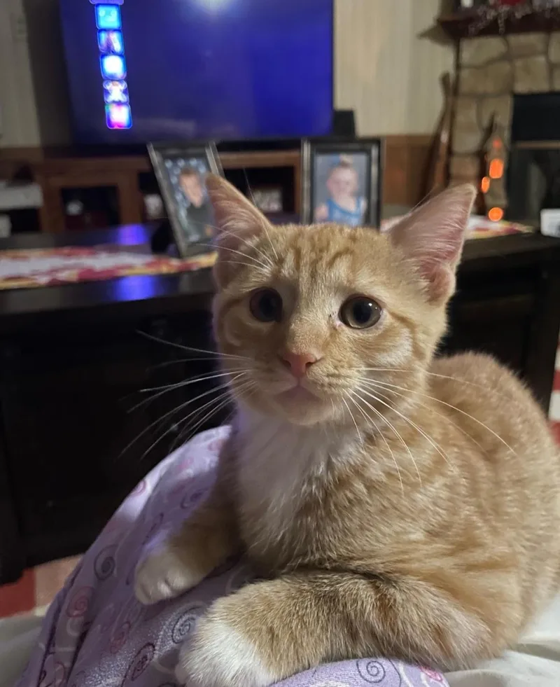 Simba and Milo thumbnail 2