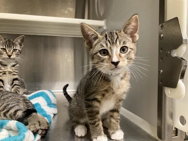 A baby small-sized male Domestic Short Hair cat named Mercury for adoption in Tustin, CA