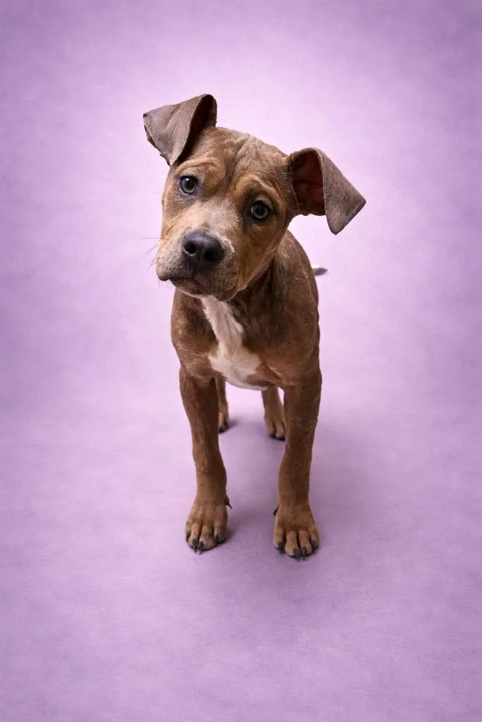 A baby medium-sized female Mixed Breed dog named Aria for adoption in Florence, SC