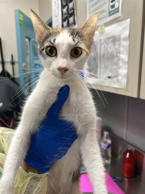 Lulu