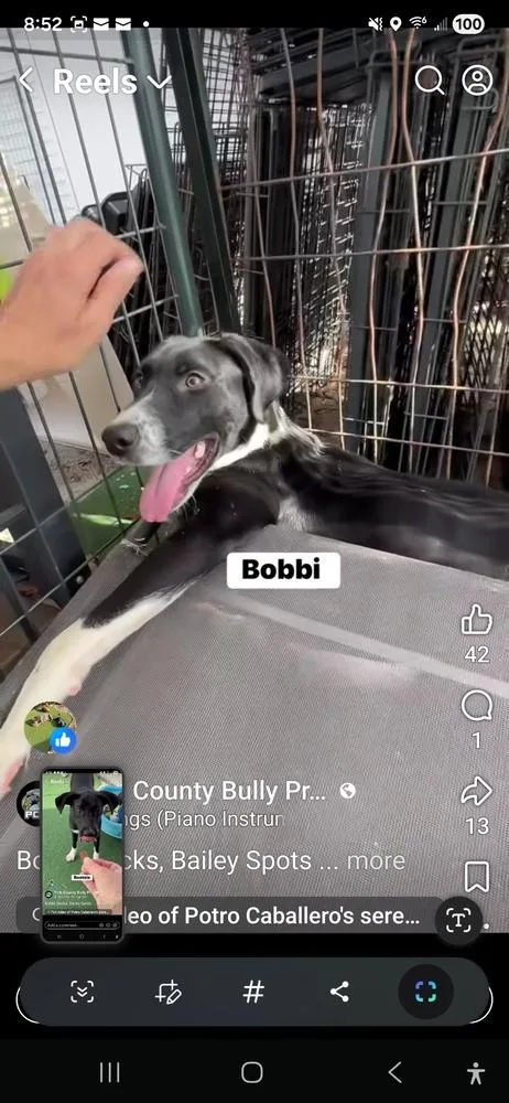 A baby small-sized male Tricolor (Brown, Black, & White) Pointer dog named Bobbi Socks for adoption in Lakeland, FL