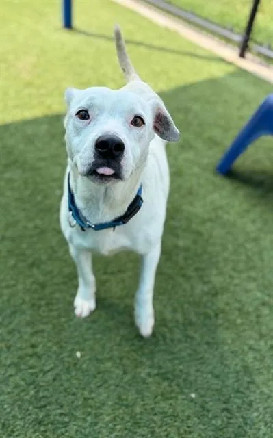 An adult medium-sized female Mixed Breed dog named Marge for adoption in Dallas, TX