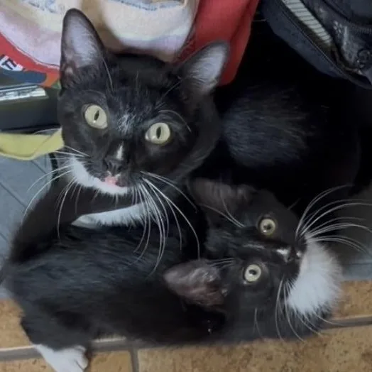 A baby medium-sized male Black & White / Tuxedo Domestic Short Hair cat named Ryobi for adoption in Midvale, UT