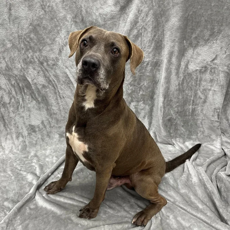 A senior large-sized male Mixed Breed dog named Handsome for adoption in Pleasantville, NJ