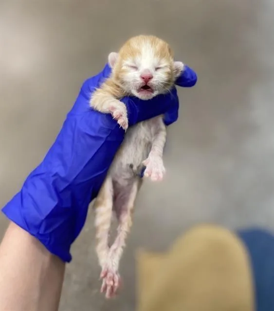 A baby small-sized female Domestic Medium Hair cat named Ginger for adoption in Dallas, TX