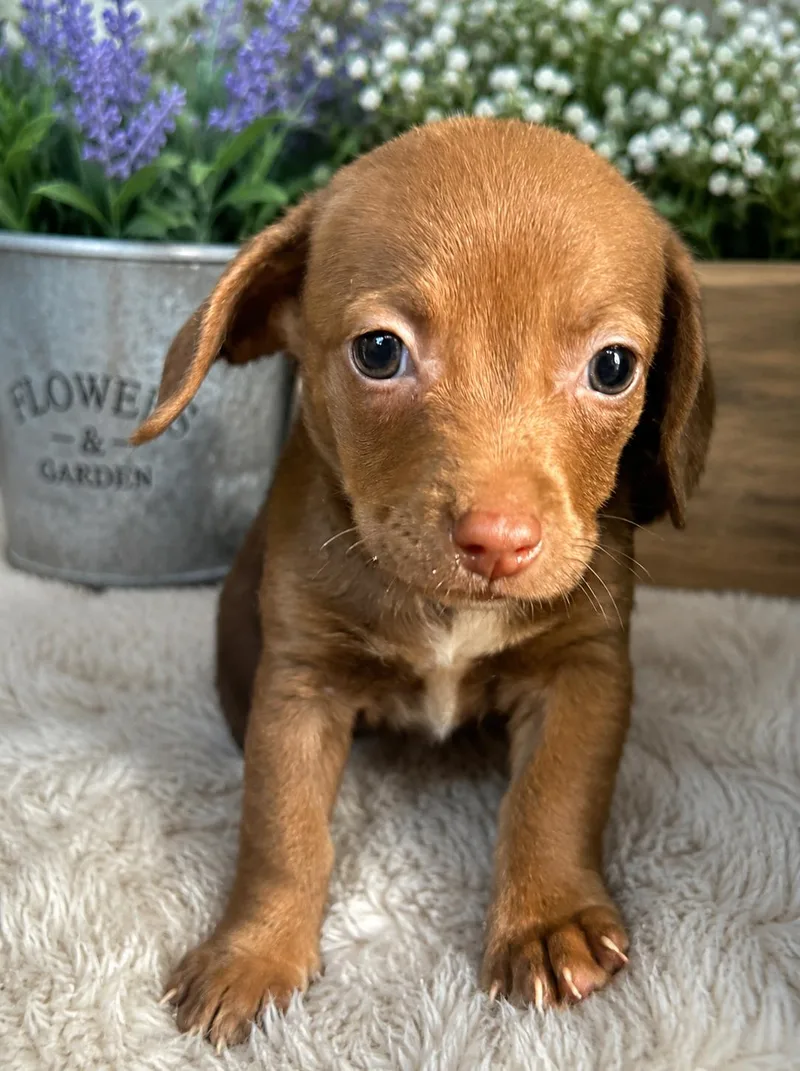 Tawny thumbnail 3