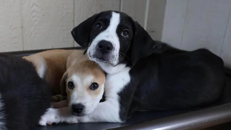 A baby medium-sized male English Pointer dog named Tex for adoption in Southlake, TX