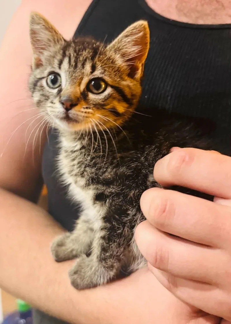 A baby medium-sized female Tabby (Brown / Chocolate) Domestic Short Hair cat named Betty for adoption in Davison, MI