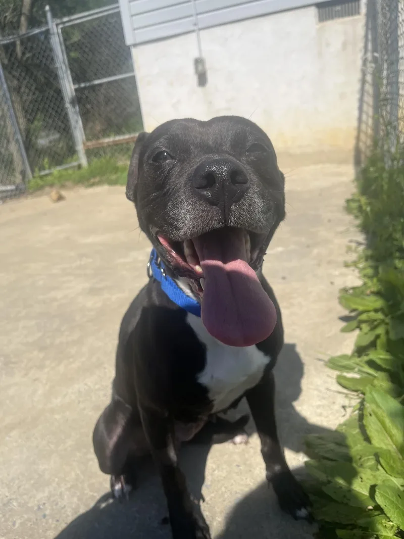 An adult medium-sized female Pit Bull Terrier dog named Lollipop for adoption in Altoona, PA