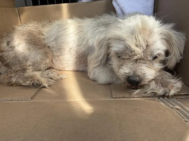 A young small-sized male Mixed Breed dog named Finnegan for adoption in Dallas, TX