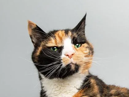 A senior large-sized female Domestic Short Hair cat named Gigi for adoption in Longmont, CO