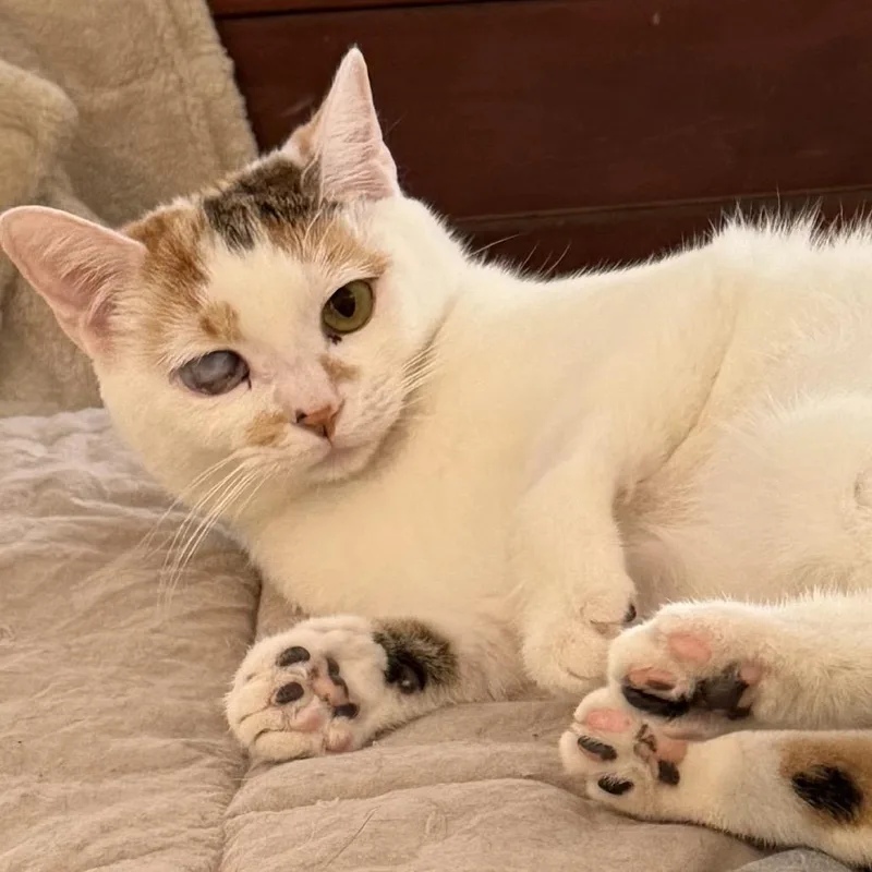 A young small-sized male White American Shorthair cat named Naranja for adoption in Fayetteville, GA