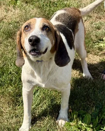 An adult medium-sized male Beagle dog named Lafayette for adoption in Malvern, PA