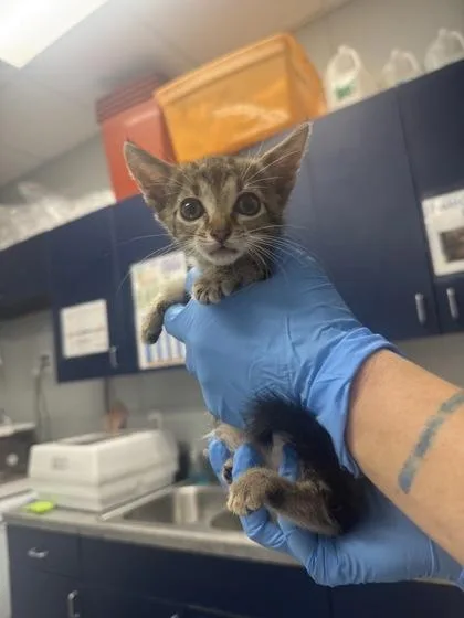A young small-sized female Domestic Short Hair cat named B Nikki for adoption in North Charleston, SC