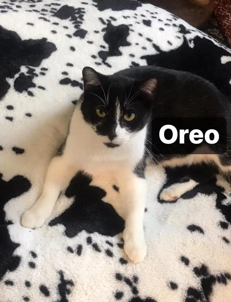 Oreo thumbnail 2