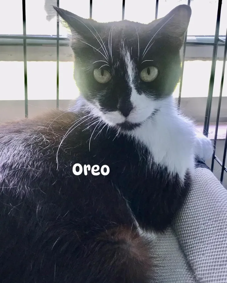 Oreo thumbnail 3