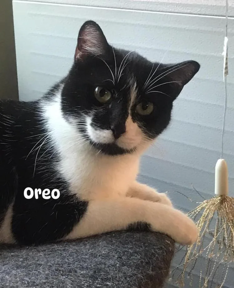 Oreo thumbnail 4
