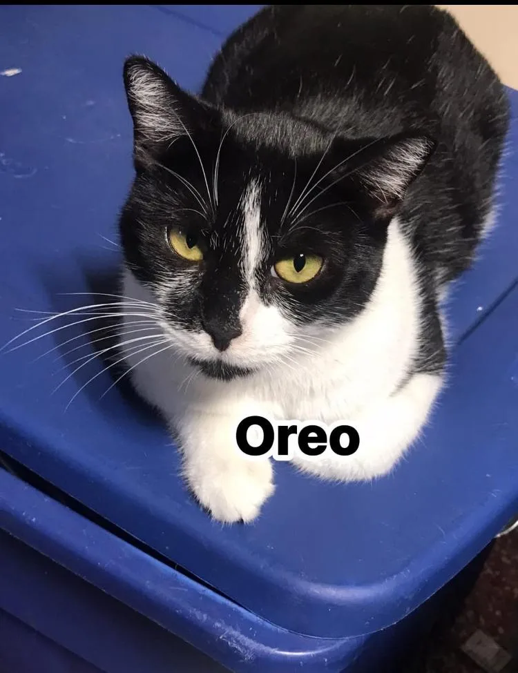 Oreo
