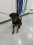 An adult medium-sized female Doberman Pinscher dog named Margo A for adoption in Sherman, TX