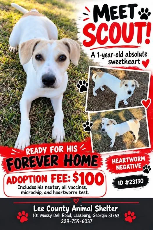 A young medium-sized male White / Cream American Staffordshire Terrier dog named Scout for adoption in Leesburg, GA