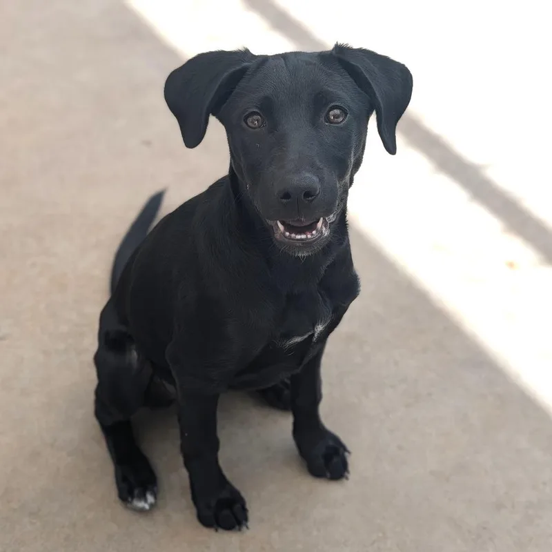 A baby large-sized female Black Labrador Retriever dog named Thumper for adoption in Fenton, MI