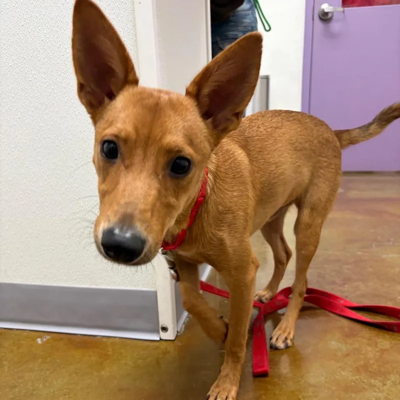 A young small-sized male Red / Chestnut / Orange Miniature Pinscher dog named Apricot for adoption in Albuquerque, NM