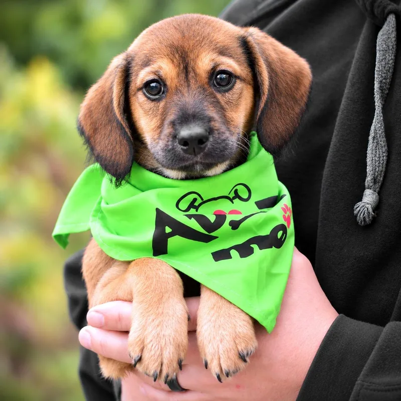 A baby small-sized male Bicolor Beagle dog named Todd for adoption in Amsterdam, NY