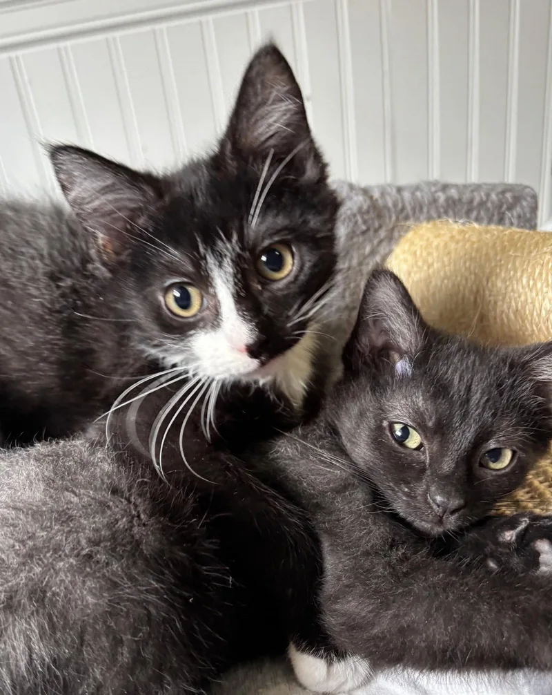 Oliver and Olivia thumbnail 2