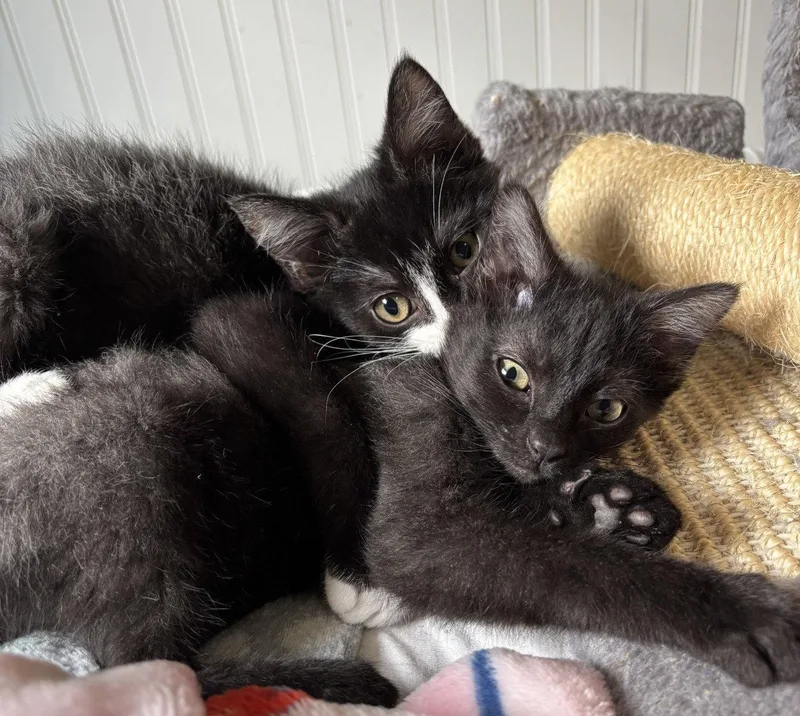 Oliver and Olivia thumbnail 3