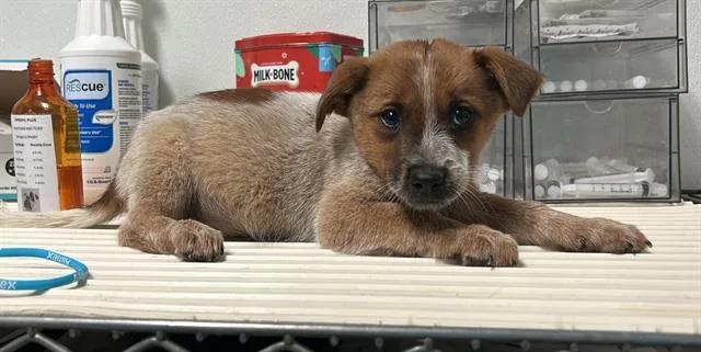 A baby medium-sized male Red / Chestnut / Orange Australian Cattle Dog / Blue Heeler dog named Milo  URGENT for adoption in Thousand Oaks, CA