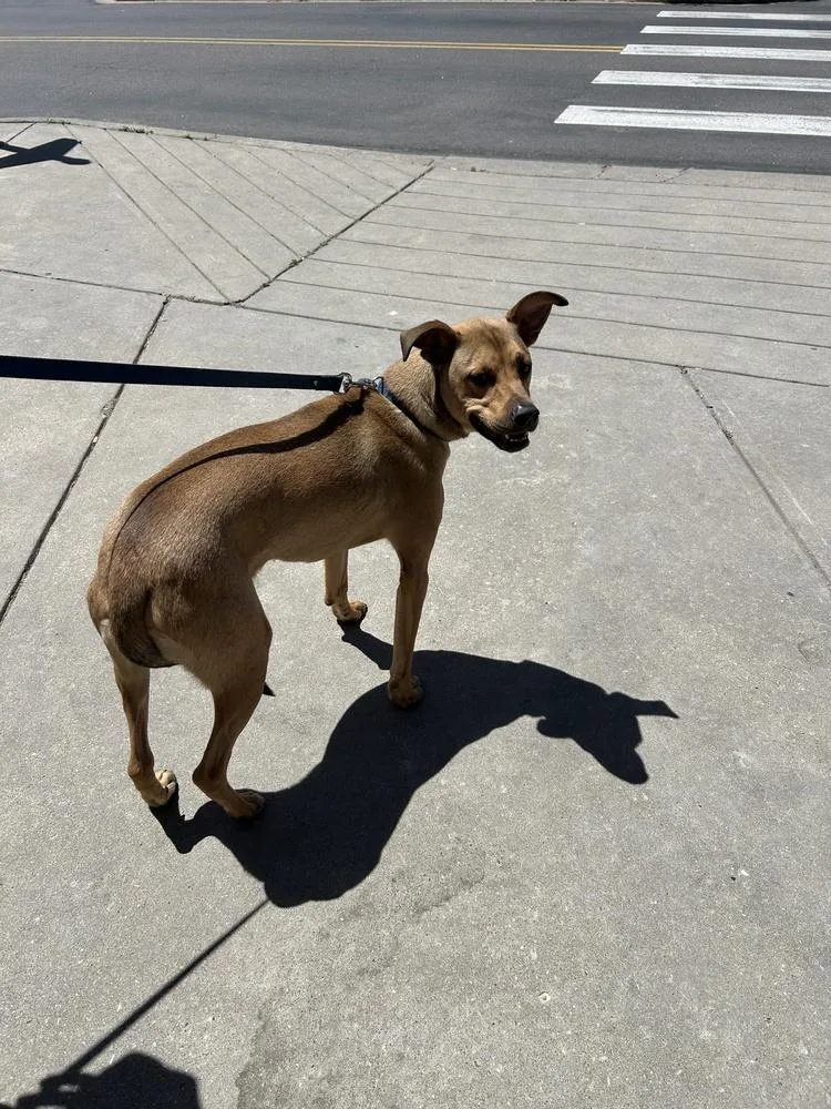 An adult medium-sized male Brown / Chocolate Terrier dog named Doobie for adoption in Colorado Springs, CO