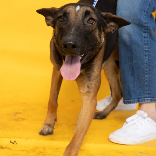 A young medium-sized female Bicolor Belgian Shepherd / Malinois dog named Brissa for adoption in Sullivan City, TX
