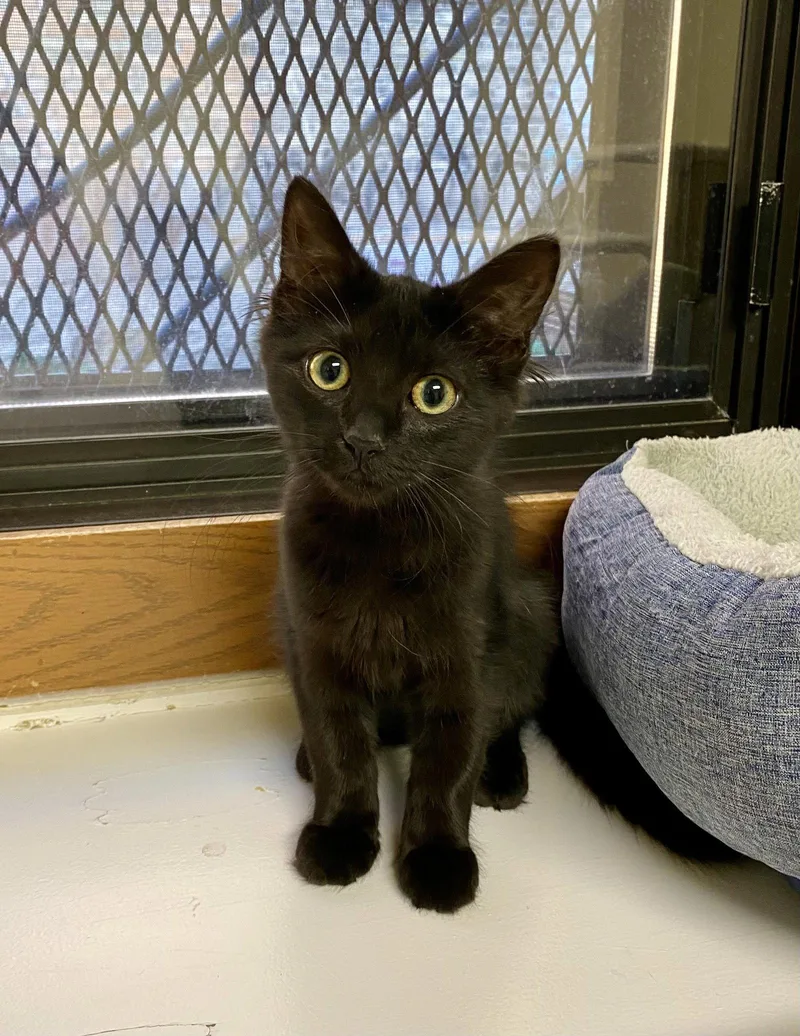 A young medium-sized female Domestic Medium Hair cat named Nurys for adoption in Fargo, ND