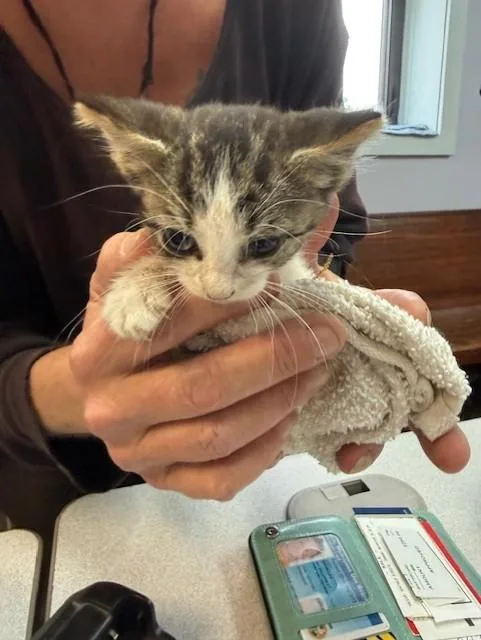 A baby small-sized male Domestic Short Hair cat named Mister Pickles for adoption in Fort Walton Beach, FL