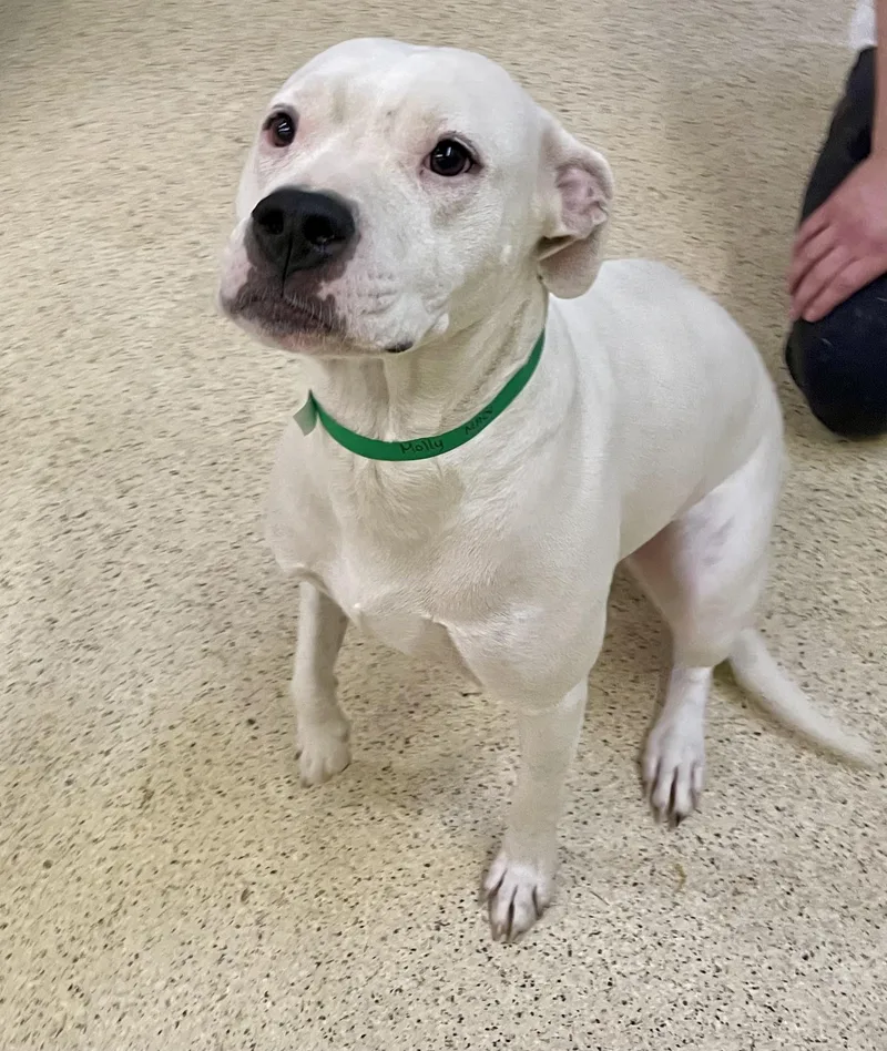 A young large-sized female Terrier dog named Molly for adoption in Muncie, IN