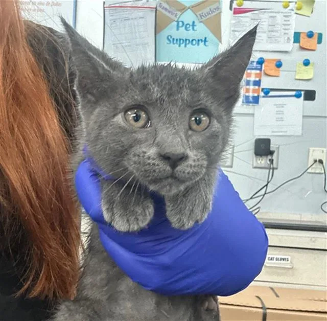 A baby medium-sized female Domestic Short Hair cat named Amaya for adoption in Dallas, TX