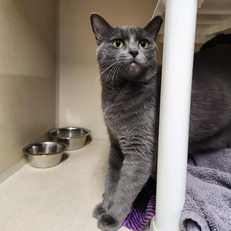A young small-sized female Gray / Blue / Silver Domestic Short Hair cat named Lana for adoption in Colorado Springs, CO