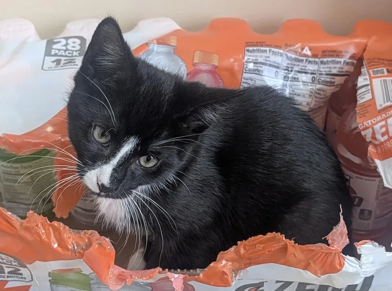 A baby small-sized male Black & White / Tuxedo Domestic Short Hair cat named Cannolo for adoption in Spotswood, NJ