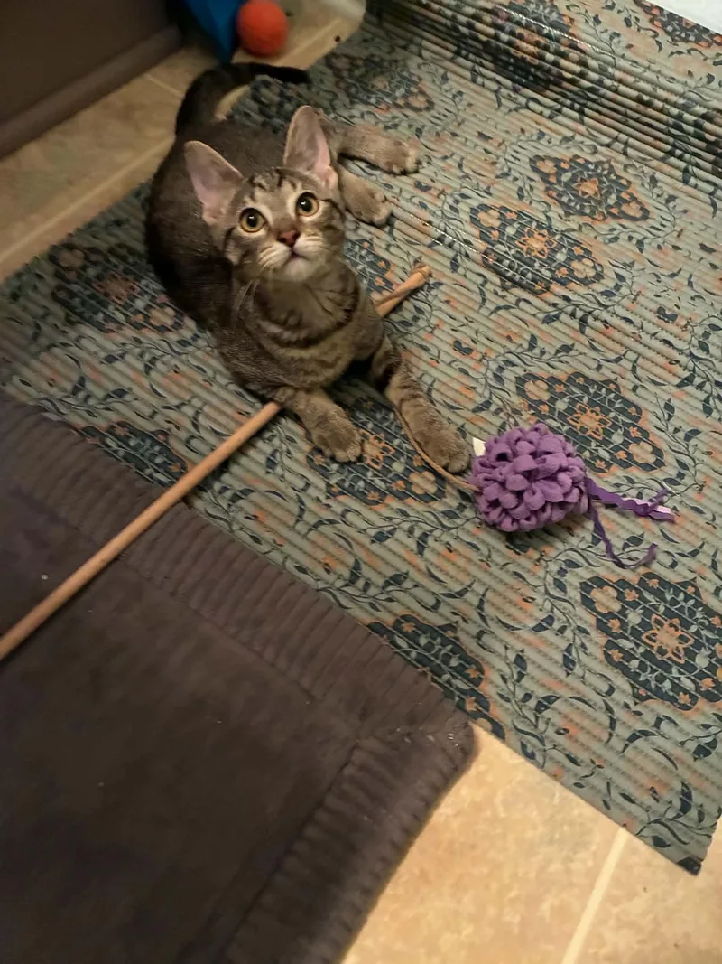 A baby medium-sized female Tabby (Gray / Blue / Silver) Tabby cat named Gracie Jo for adoption in Omaha, NE