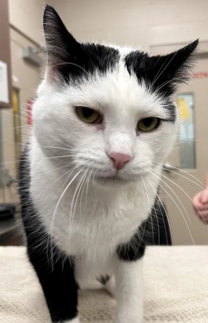 An adult medium-sized male Domestic Short Hair cat named Badal Lyle for adoption in Fishers, IN