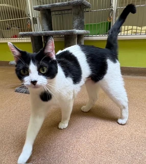 Mrs Lovey Howell thumbnail 2