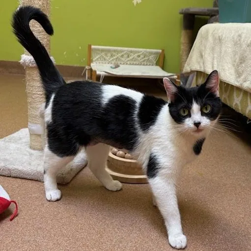 Mrs Lovey Howell thumbnail 3