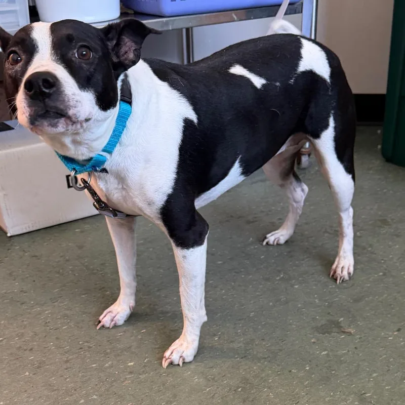 An adult medium-sized female Black Terrier dog named Rosalina for adoption in Clearwater, FL