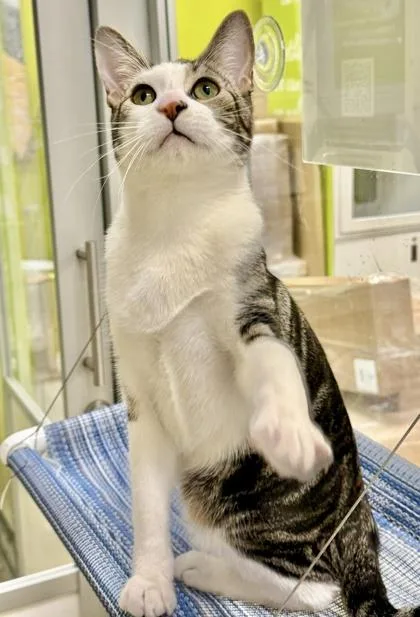 A young medium-sized male Domestic Short Hair cat named Alden for adoption in San Diego, CA