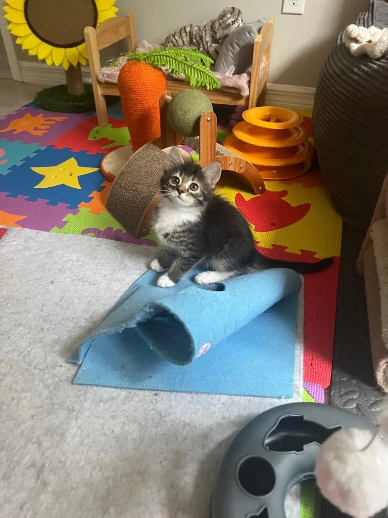 A baby medium-sized male Domestic Medium Hair cat named Columbo for adoption in New York, NY