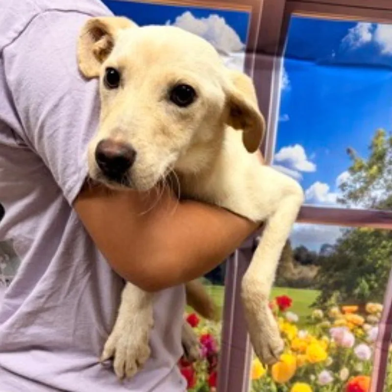 A young small-sized female Yellow Labrador Retriever dog named Heather for adoption in Rockville, MD