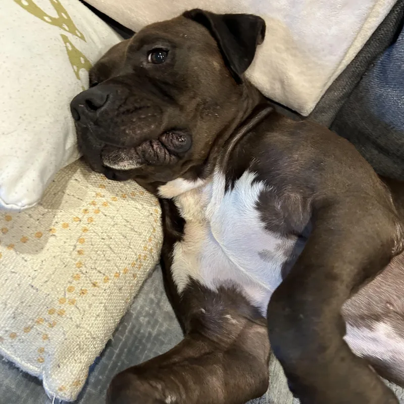 Dr. Wiggles thumbnail 3