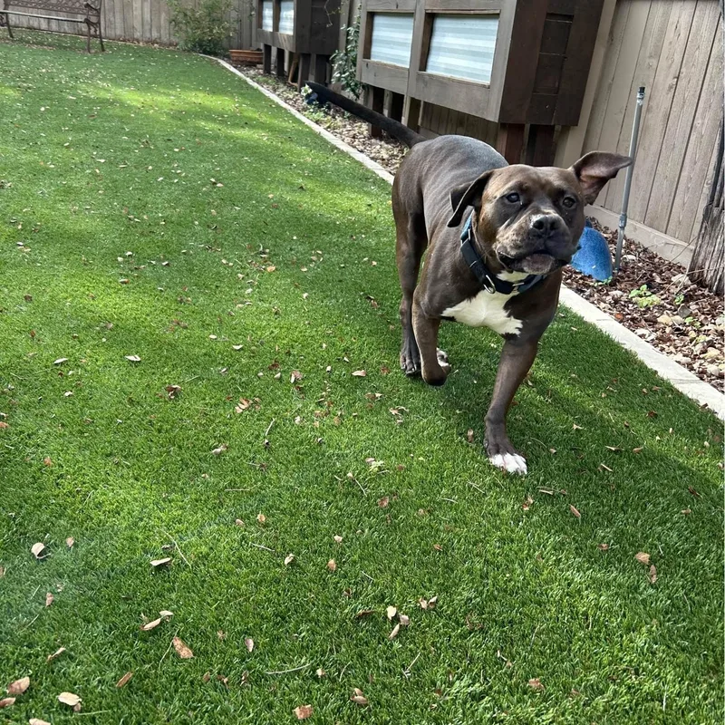 Dr. Wiggles thumbnail 4