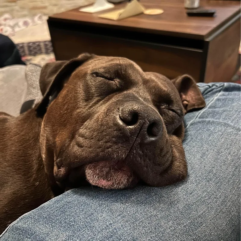 Dr. Wiggles thumbnail 5