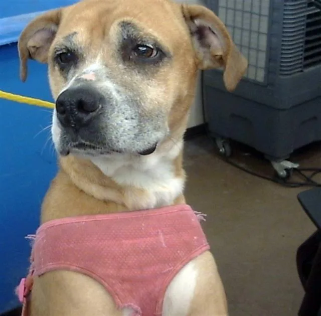 An adult large-sized female Mixed Breed dog named Magnolia for adoption in Dallas, TX